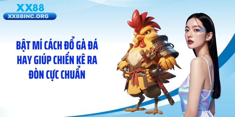 Bật mí cách đổ gà đá hay giúp chiến kê ra đòn cực chuẩn