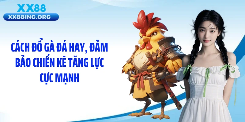 Cách đổ gà đá hay, đảm bảo chiến kê tăng lực cực mạnh