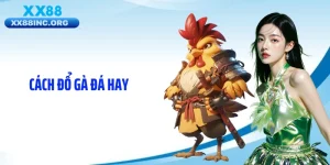 Cách Đổ Gà Đá Hay Giúp Chiến Kê Tăng Lực Cực Nhanh