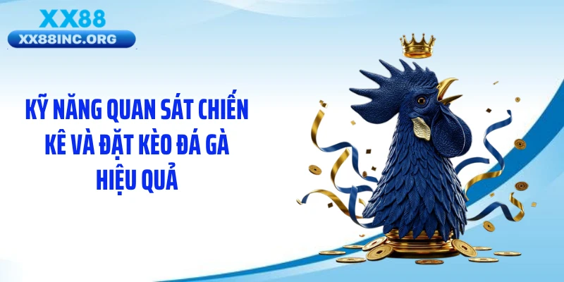 Kỹ năng quan sát chiến kê và đặt kèo đá gà hiệu quả