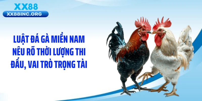 Luật đá gà miền Nam nêu rõ thời lượng thi đấu, vai trò trọng tài
