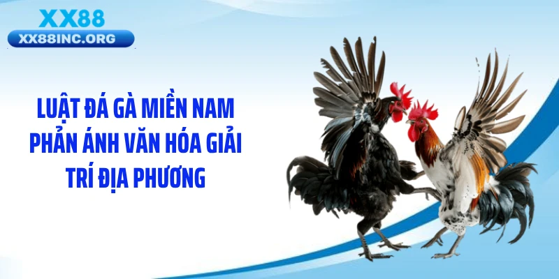 Luật đá gà miền Nam phản ánh văn hóa giải trí địa phương