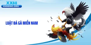 Luật Đá Gà Miền Nam Gây Sốc Với Quy Tắc Thi Đấu Kịch Tính